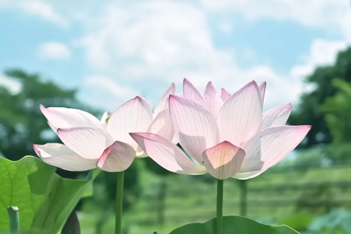 蓮